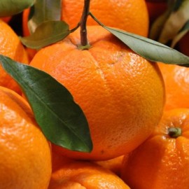 Naranjas zumo para maquina exprimidora 15 kg.