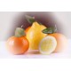 11 Kg. de Naranjas para Zumo + 5 Kg. de Mandarinas (16 Kg)