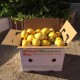 Limones. Caja de 15 Kg.