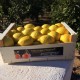 Naranjas de Mesa. Caja de 15 Kg.